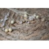 Perles d'oreilles - 4 mm