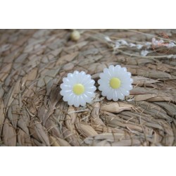 Puces d'oreille - Marguerite translucide