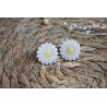 Puces d'oreille - Marguerite translucide